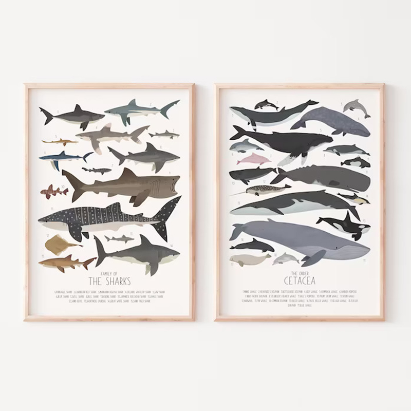 Science Nursery - Deep-Sea Fish and Sharks Science Alphabet