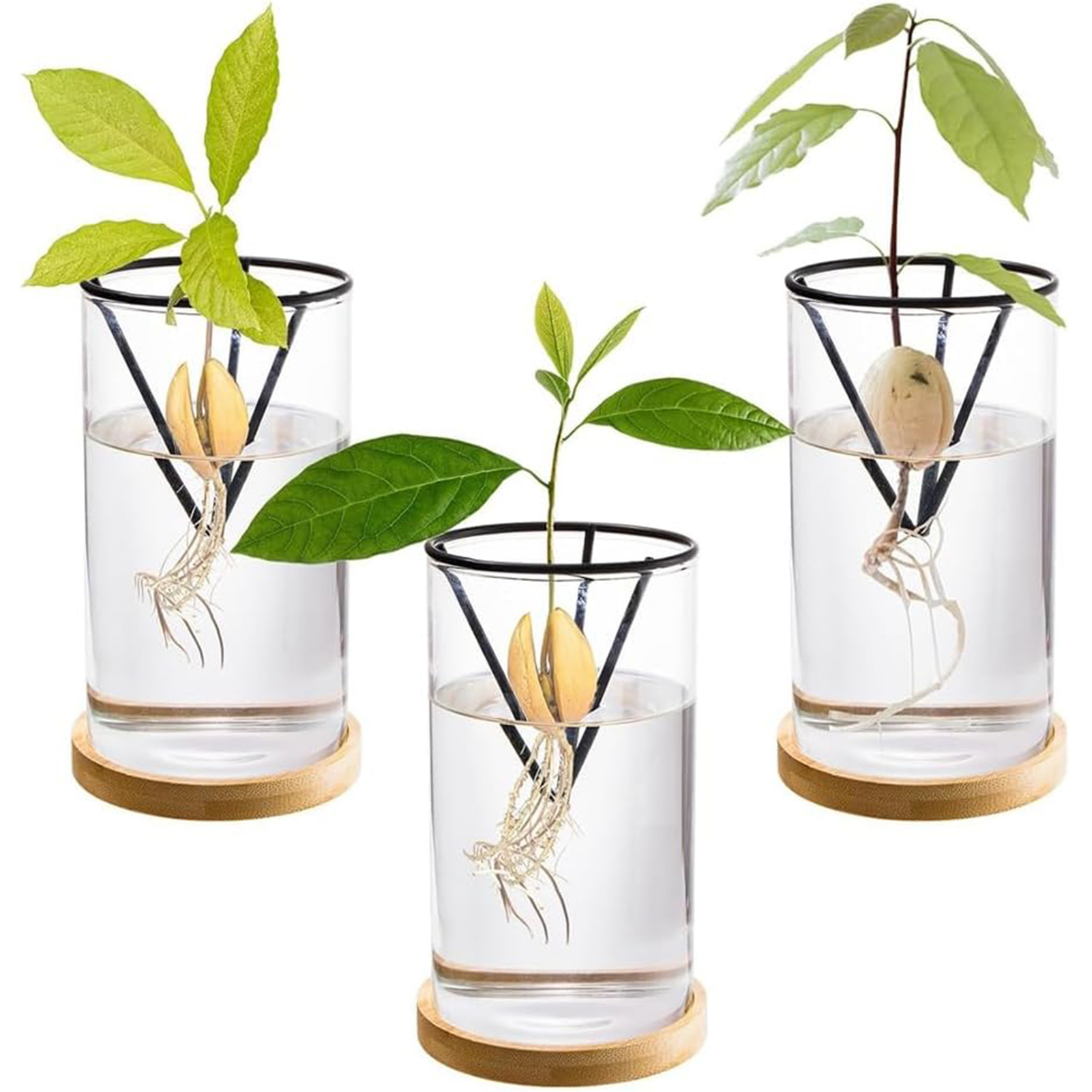 1Set Avocado Tree Growing Kits - Crystal Growing Kit review and price