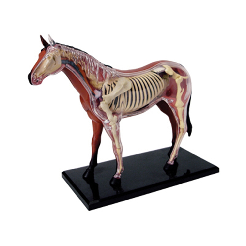Animal Organ Anatomy Model 4D  - Science Toys Diy review and price