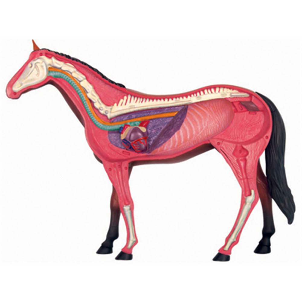 Animal Organ Anatomy Model 4D  - Science Toys Diy review and price