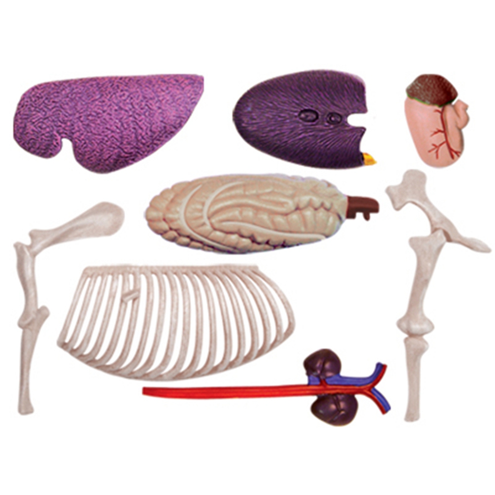 Animal Organ Anatomy Model 4D  - Science Toys Diy review and price